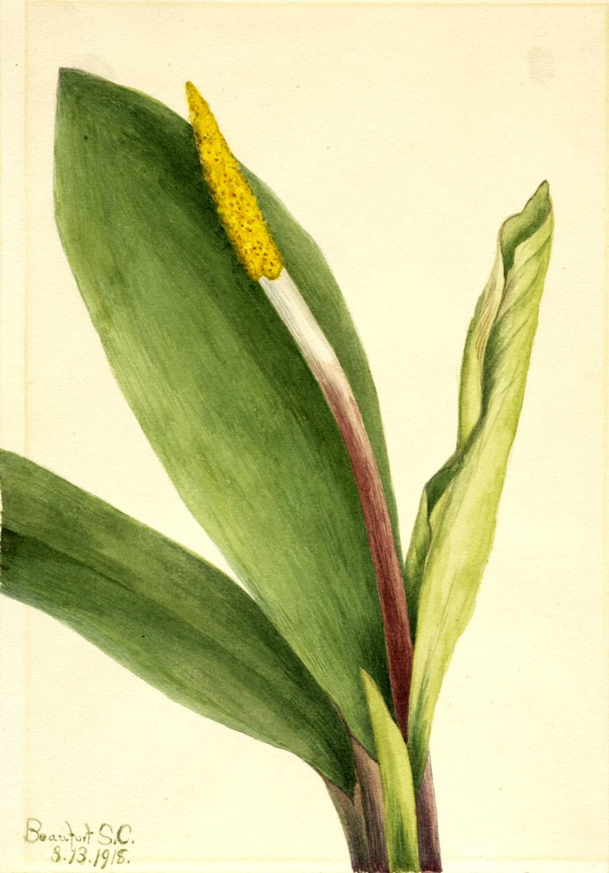Erva-dourada (Orontium aquaticum) de Mary Vaux Walcott