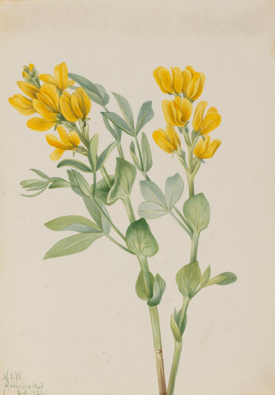 Goldenpea Thermopsis rhombifolia, 1923. de Mary Vaux Walcott