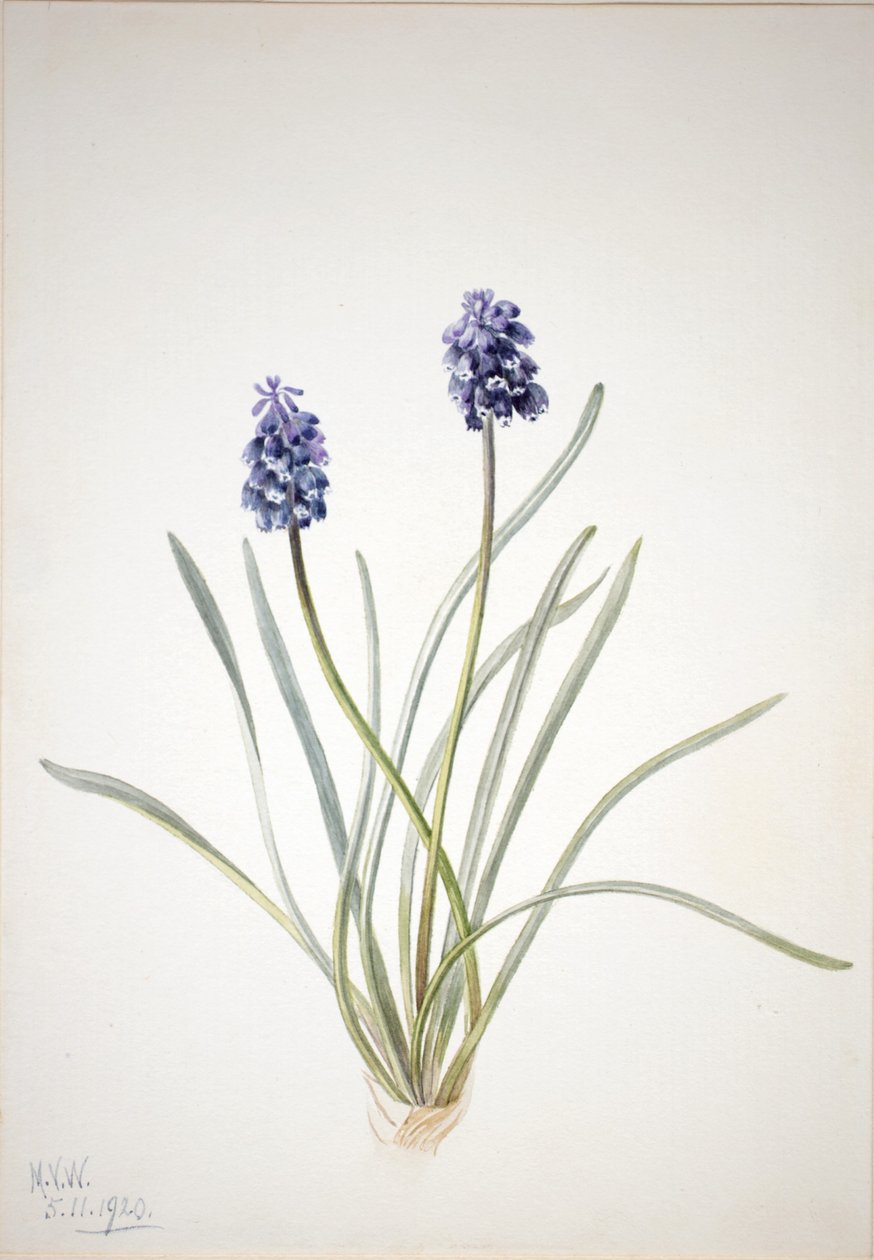Jacinto-das-uvas (Muscari racemosum) de Mary Vaux Walcott