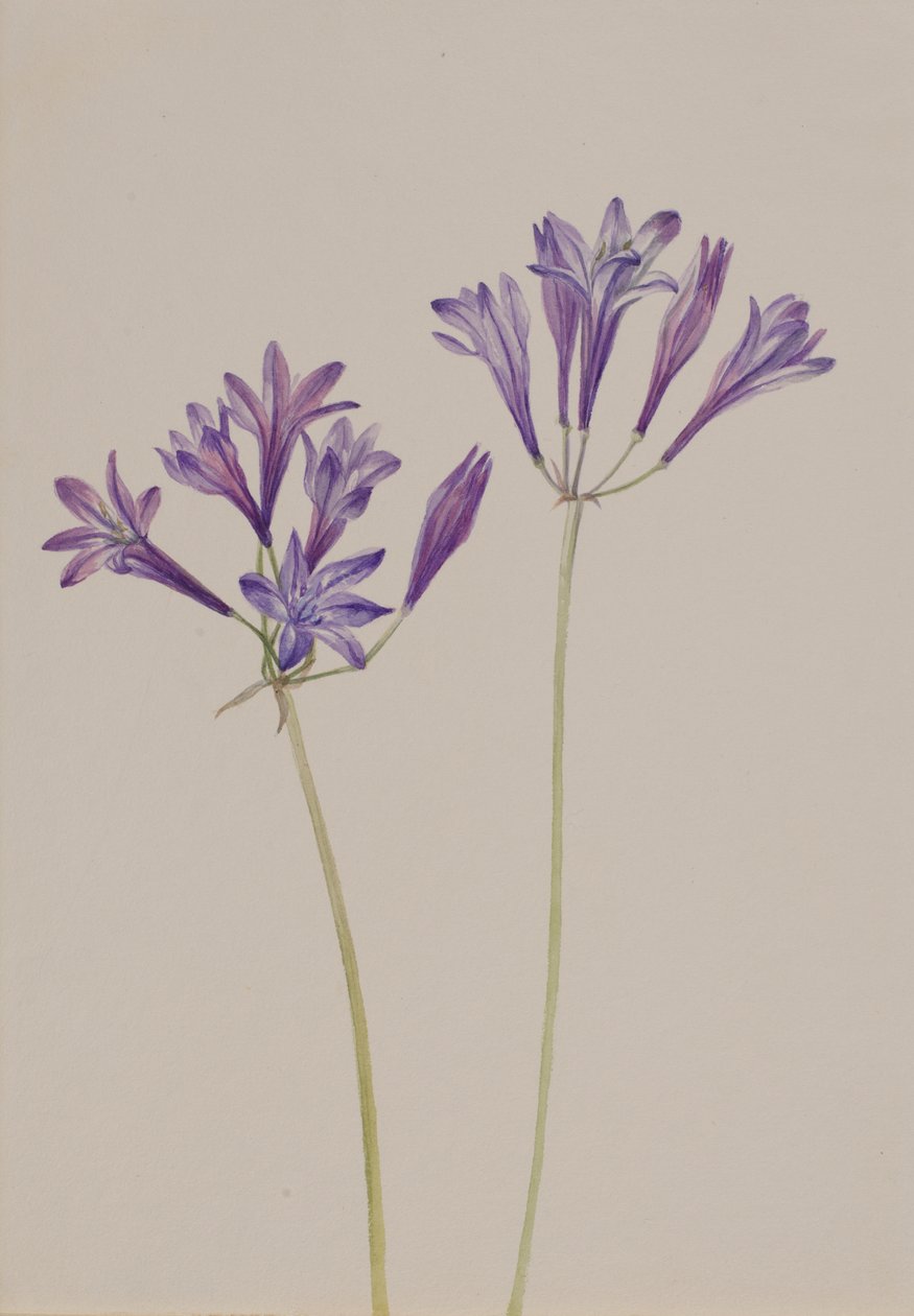 Grass Nut Brodiaea laxa, 1933. de Mary Vaux Walcott