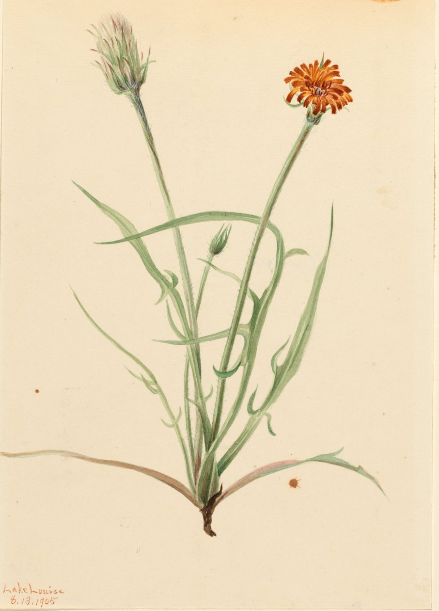 Agoseris de folha grossa (Agoseris graminifolia) de Mary Vaux Walcott