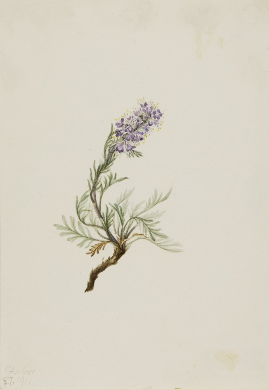 Phacelia cinzenta (Phacelia sericea) de Mary Vaux Walcott