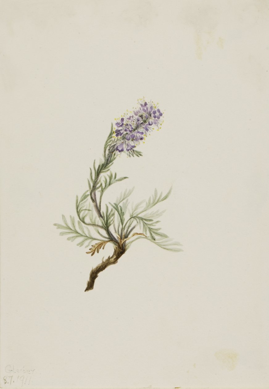 Gray Phacelia Phacelia sericea Gray, 1911 de Mary Vaux Walcott