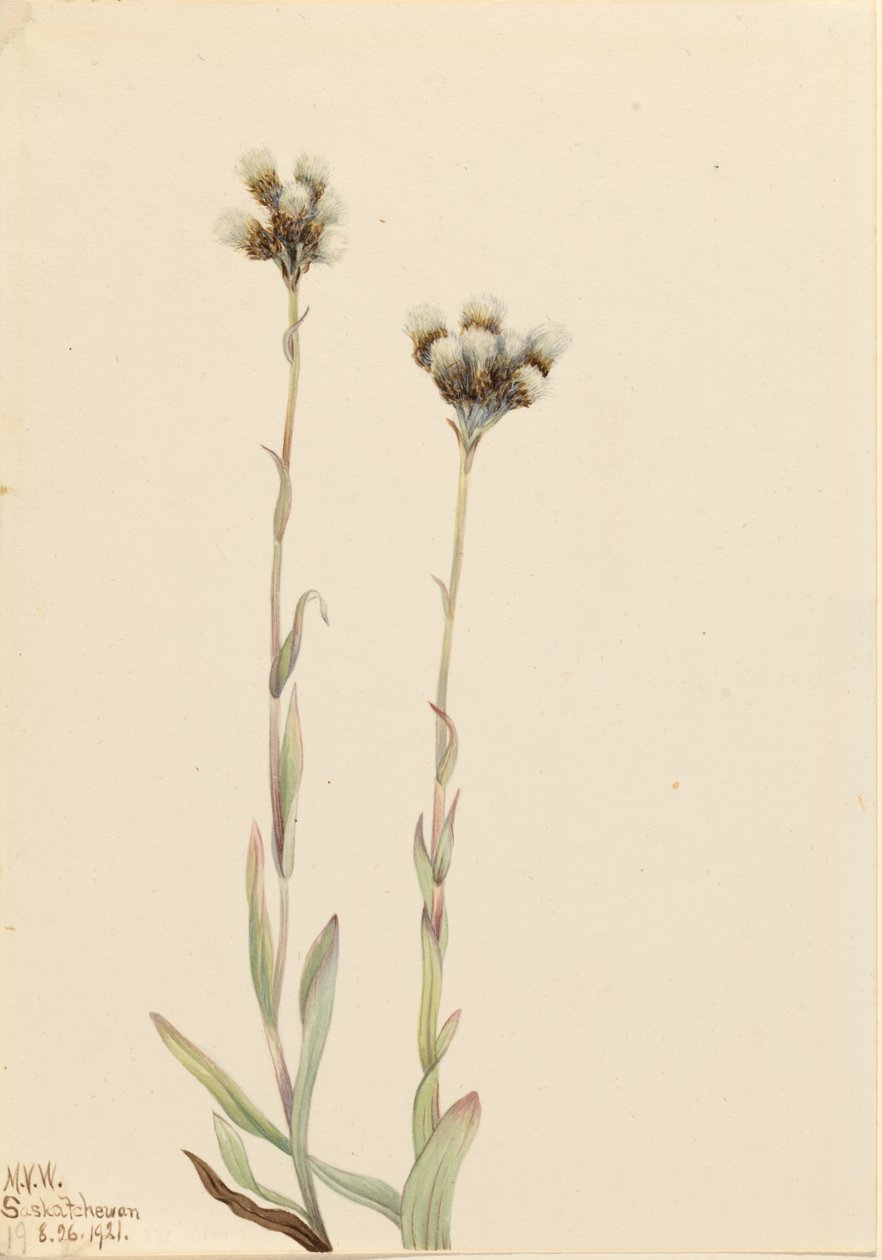 Bico-de-papagaio-cinzento (Antennaria howellii) de Mary Vaux Walcott