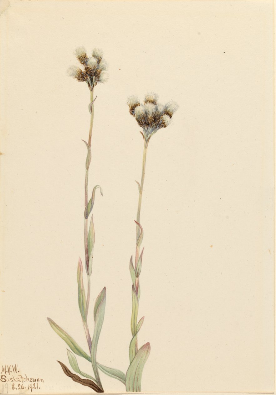 Gray Pussytoes Antennaria howellii, 1921. de Mary Vaux Walcott