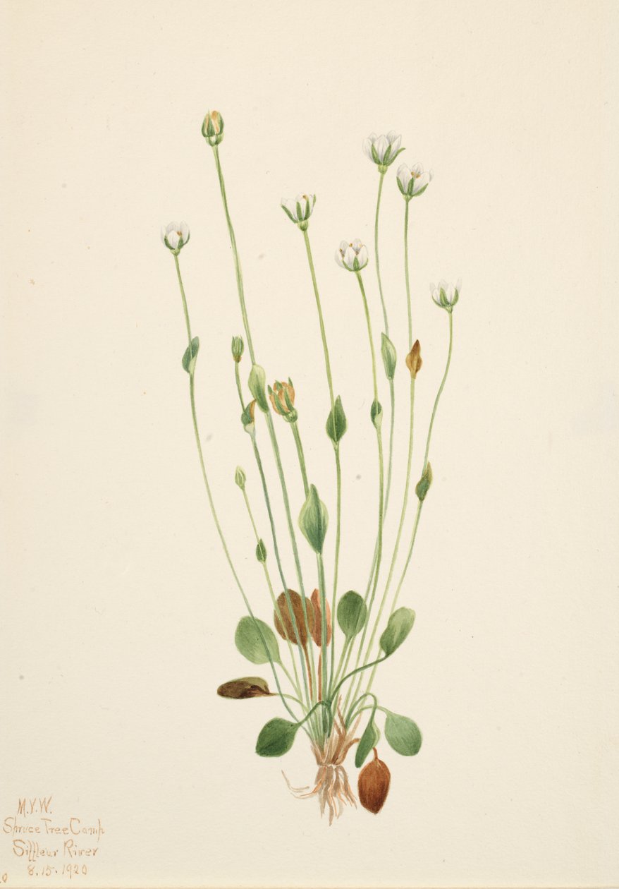 Canus Senecio Senecio Gray Ragwort, 1920. de Mary Vaux Walcott