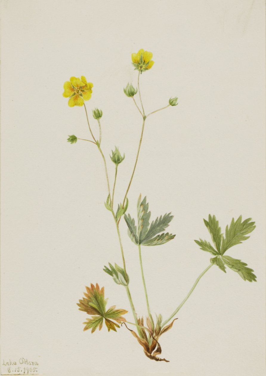 Quinquilharuco (Potentilla glaucophylla) de Mary Vaux Walcott