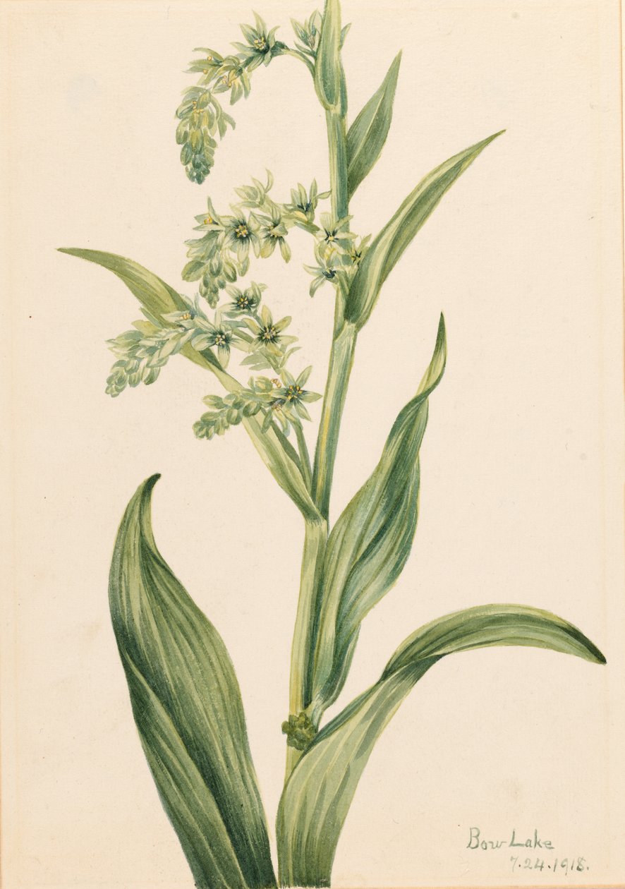 Couve-urso verde (Veratrum viride) de Mary Vaux Walcott