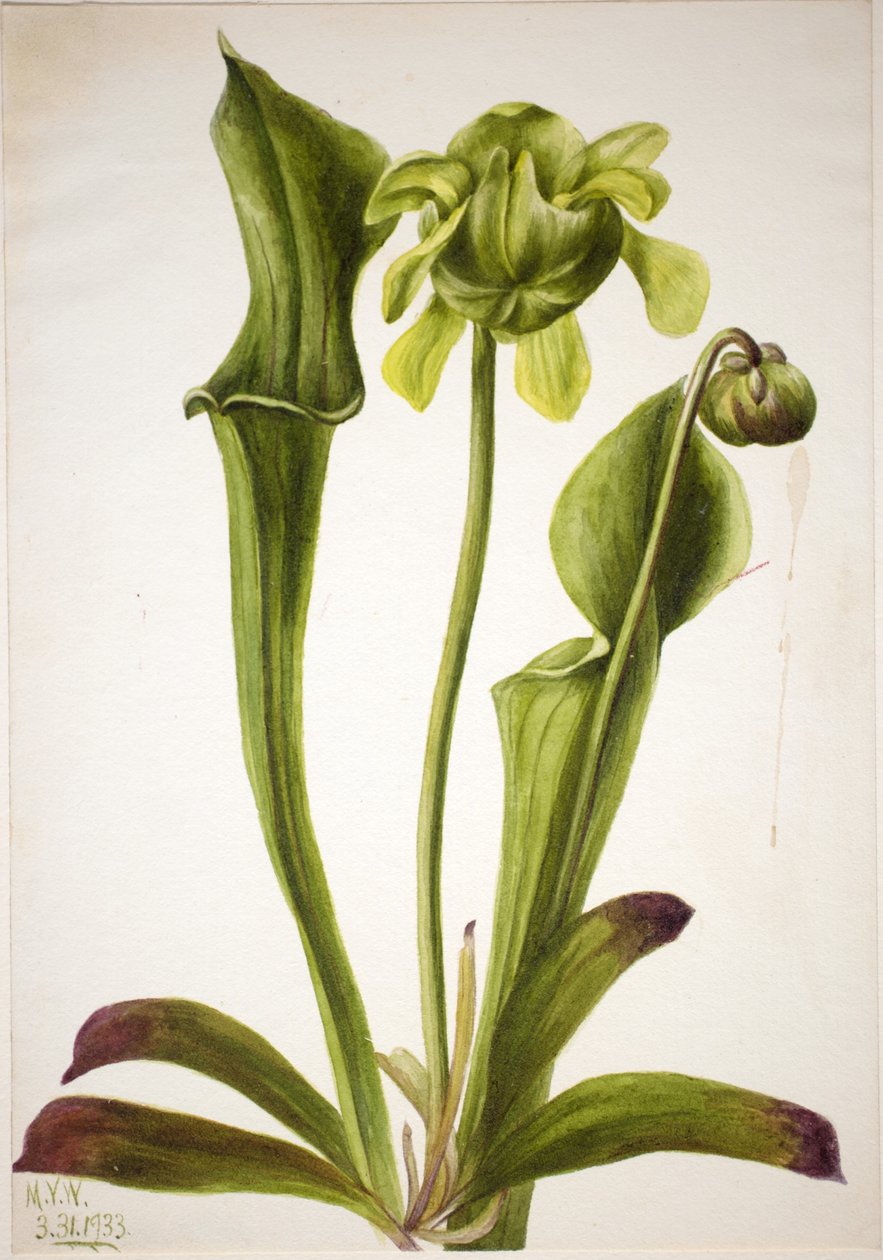 Planta de jarro verde (Sarracenia orephila) de Mary Vaux Walcott