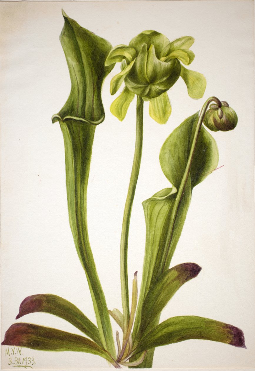 Green Pitcherplant Sarracenia orephila, 1933. de Mary Vaux Walcott