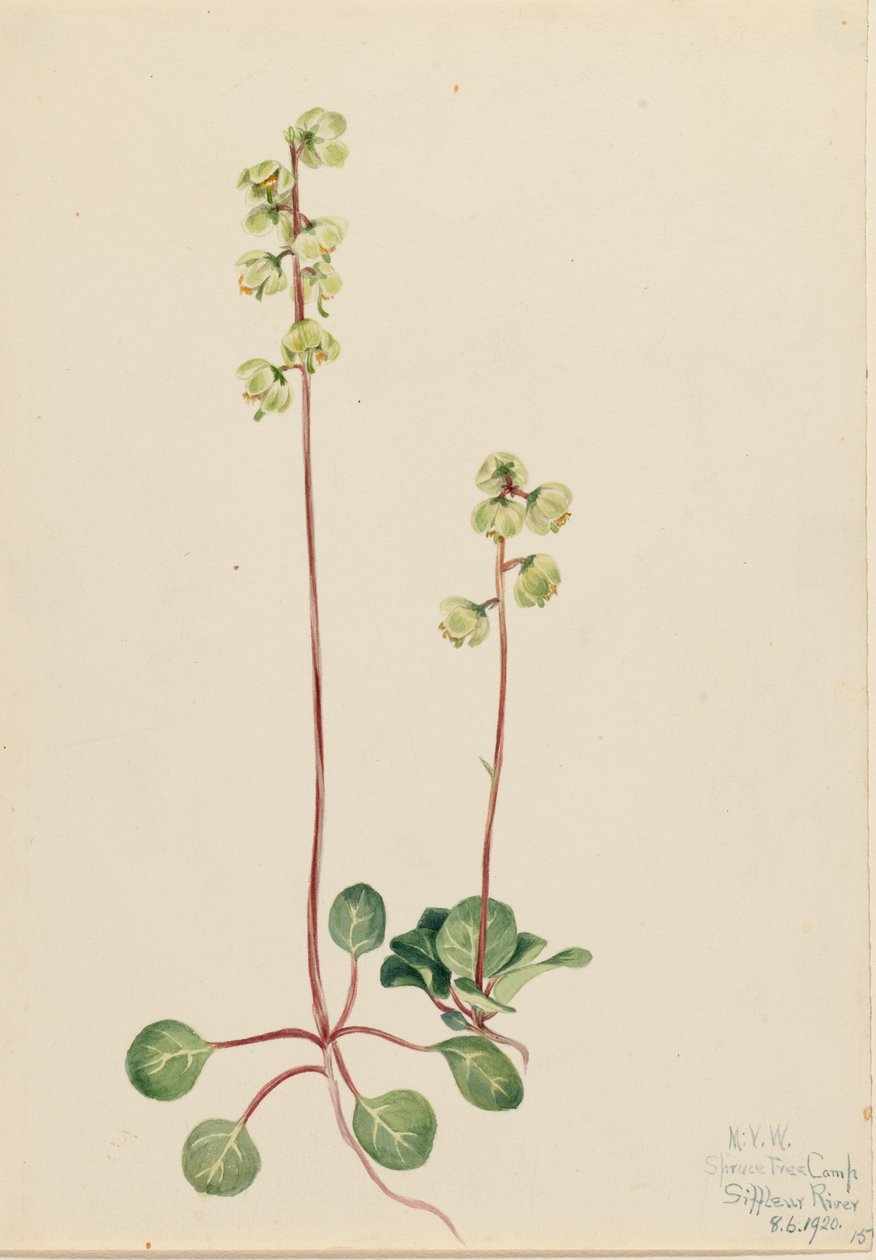 Pirola verde (Pyrola chlorantha) de Mary Vaux Walcott