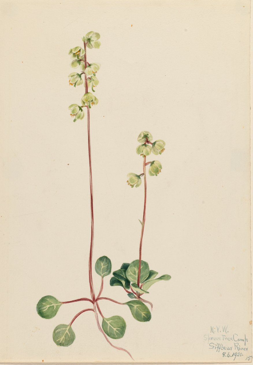 Pyrola Pyrola chlorantha verde, 1920. de Mary Vaux Walcott