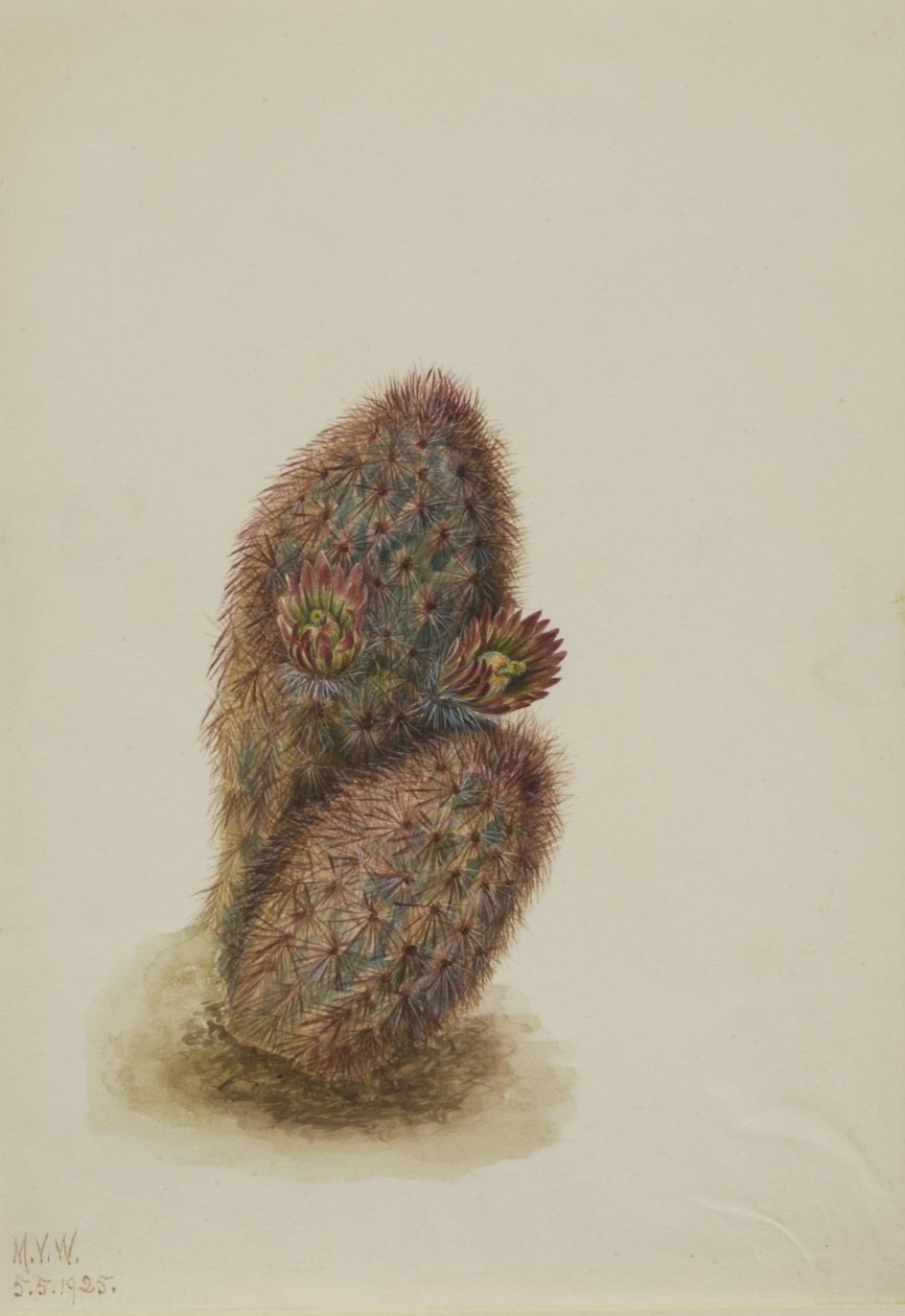 Cato morangueiro verde (Echinocereus viridiflorus) de Mary Vaux Walcott