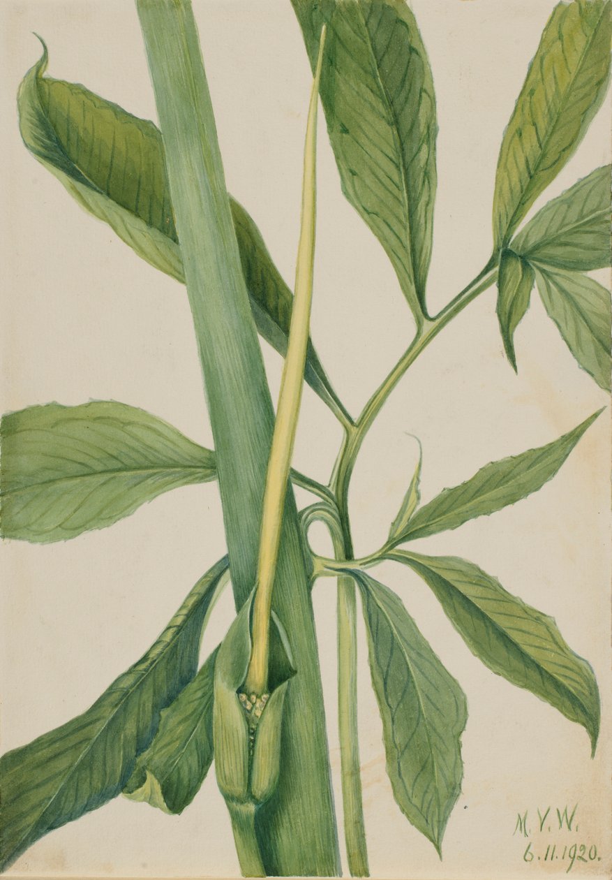 Dragão verde (Arisaema dracontium) de Mary Vaux Walcott