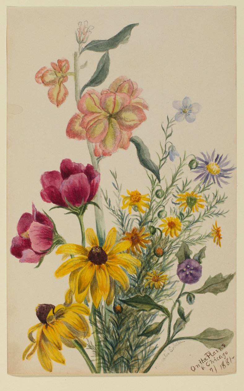 Grupo de flores de Mary Vaux Walcott