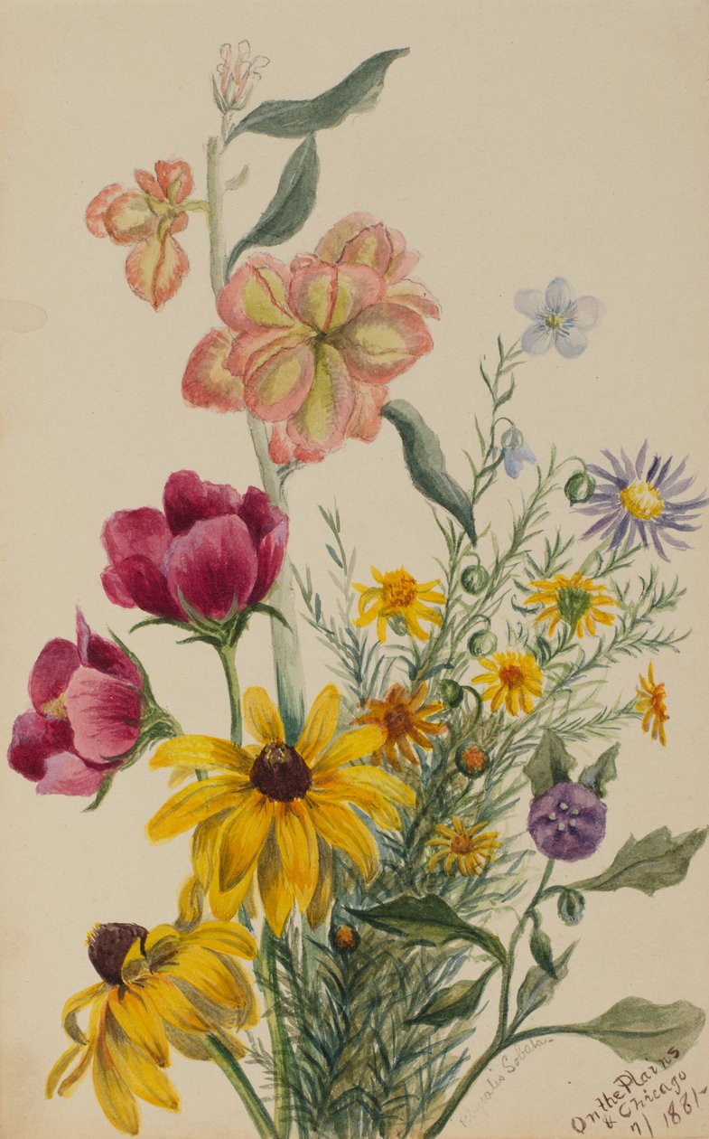 Grupo de Flores, 1881. de Mary Vaux Walcott
