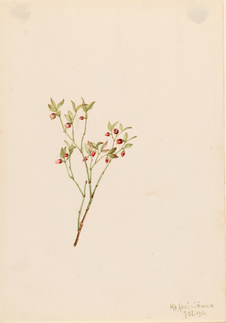 Bagaço de uva-do-monte (Vaccinum scoparium) de Mary Vaux Walcott