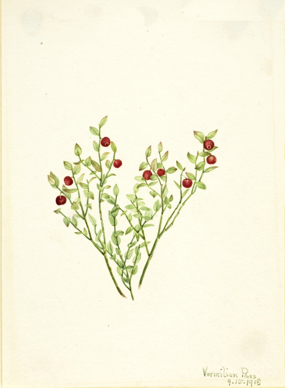 Grouse Whortleberry Vaccinium scoparium, 1918. de Mary Vaux Walcott