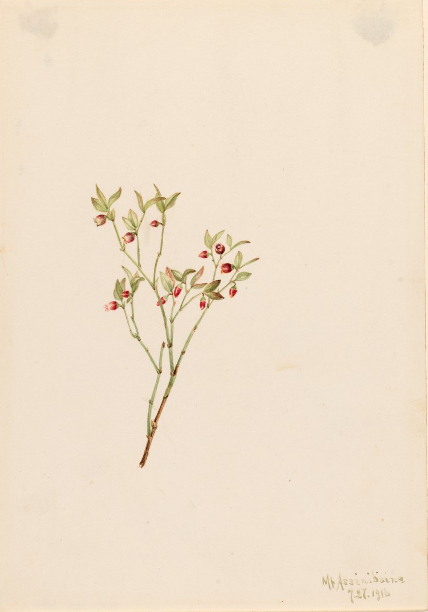 Grouse Whortleberry Vaccinum scoparium, 1916. de Mary Vaux Walcott