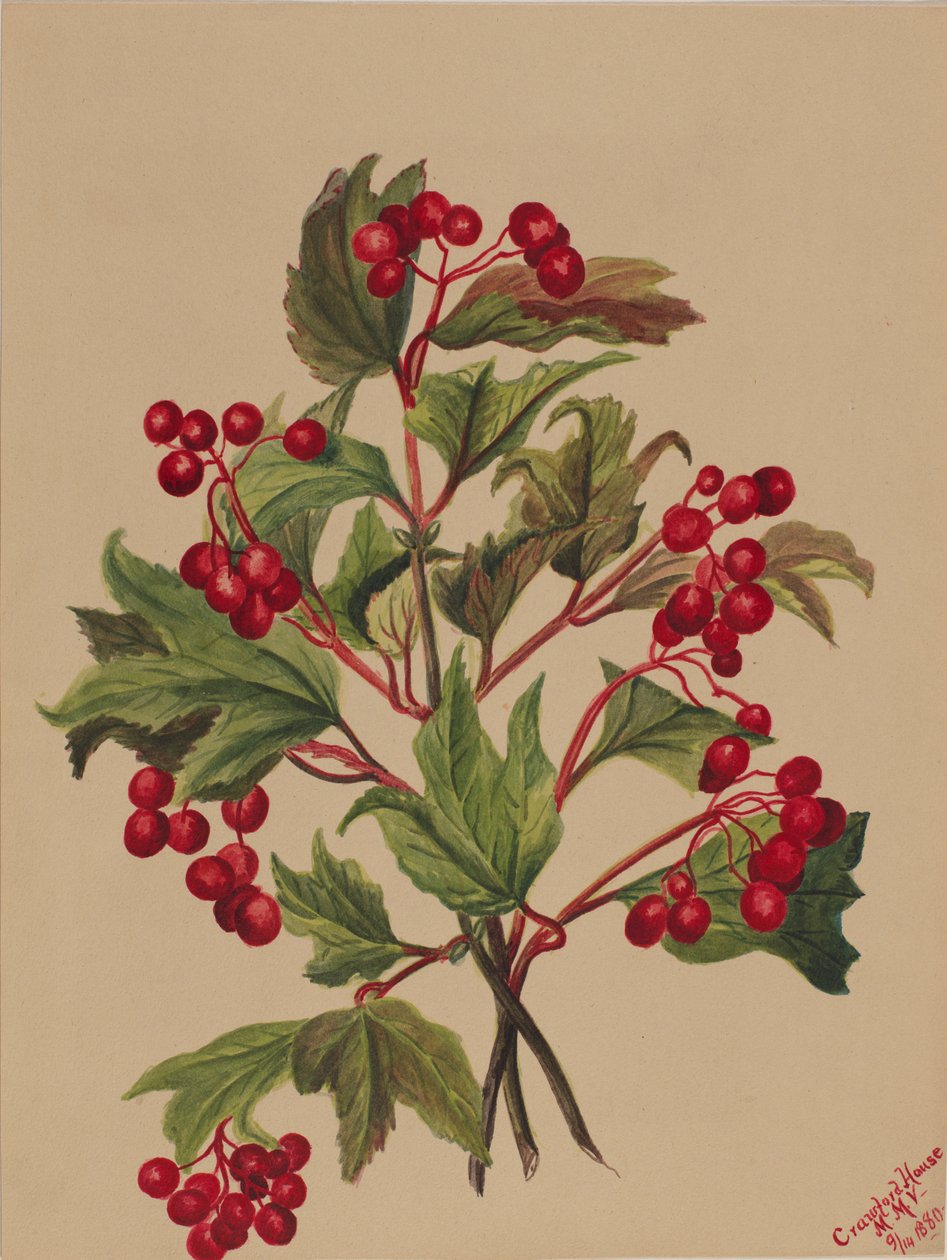 Grouseberry Viburnum americanum, 1880. de Mary Vaux Walcott