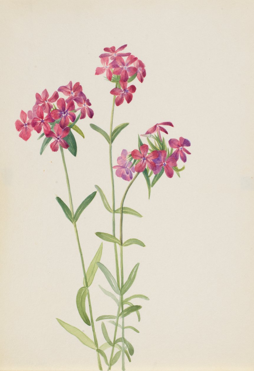 Phlox peludo Phlox amoena, ca. início da década de 1930. de Mary Vaux Walcott