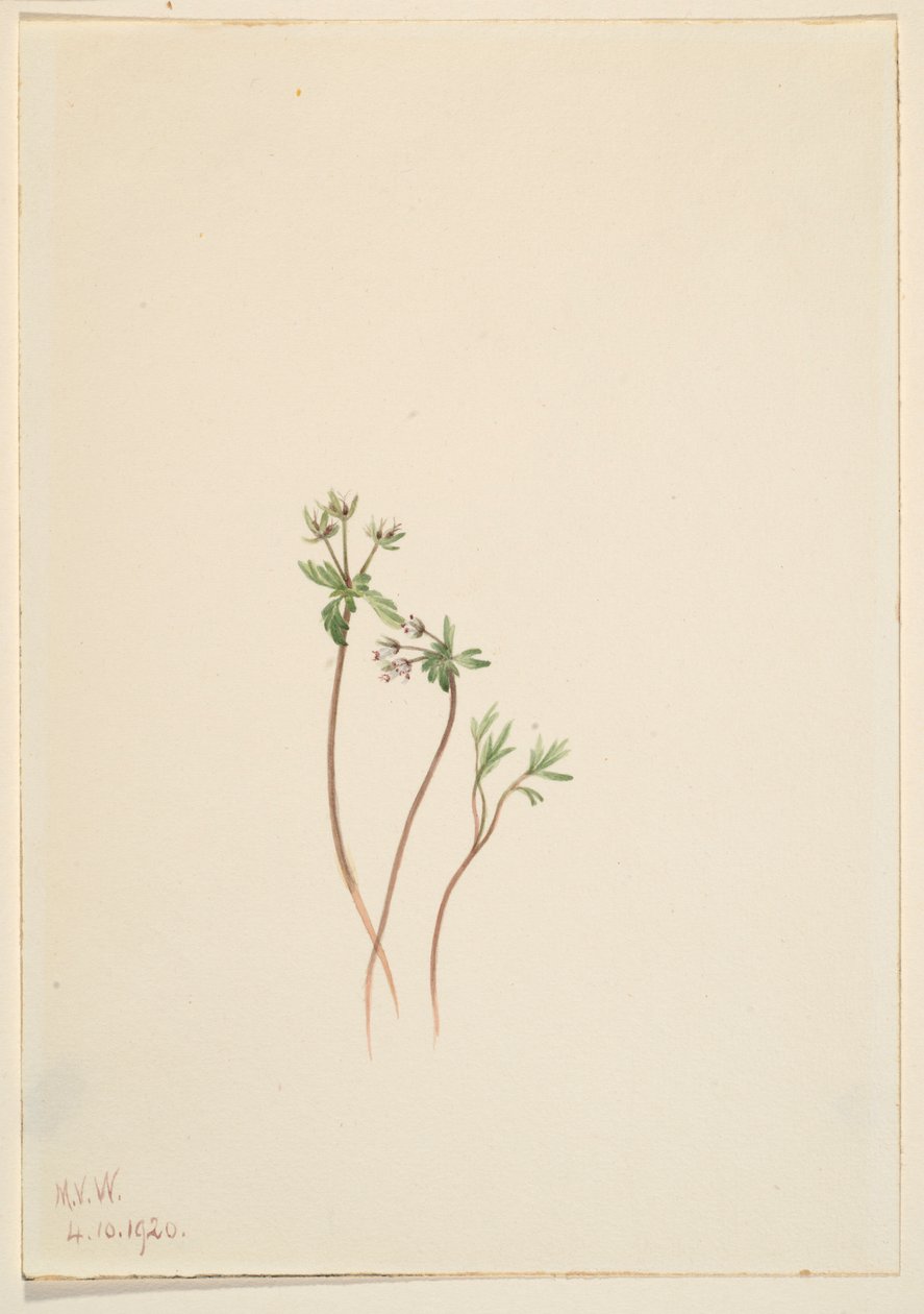 Prenúncio da primavera (Erigenia bulbosa) de Mary Vaux Walcott