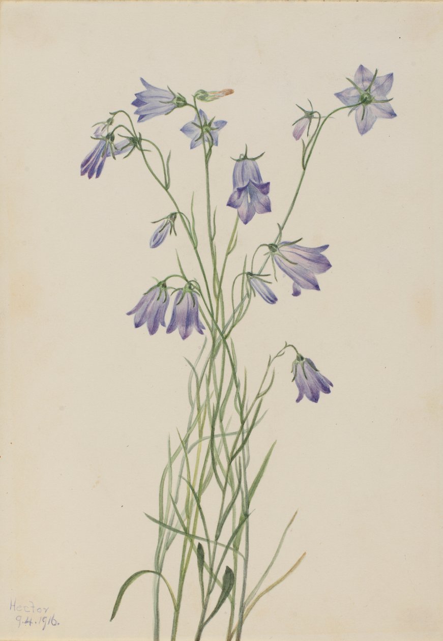 Campainha (Campanula rotundifolia) de Mary Vaux Walcott