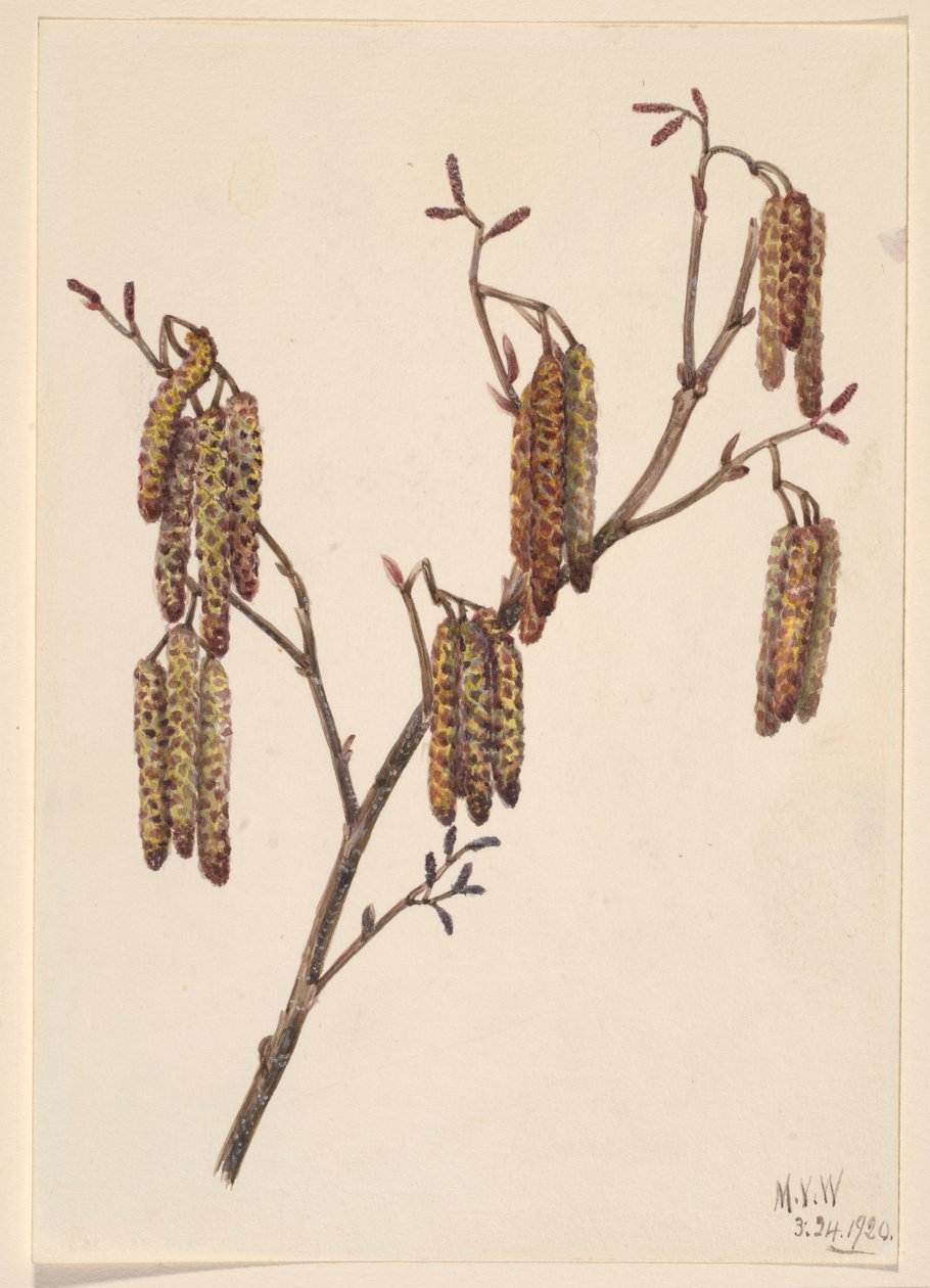 Amieiro (Alnus regosa) de Mary Vaux Walcott