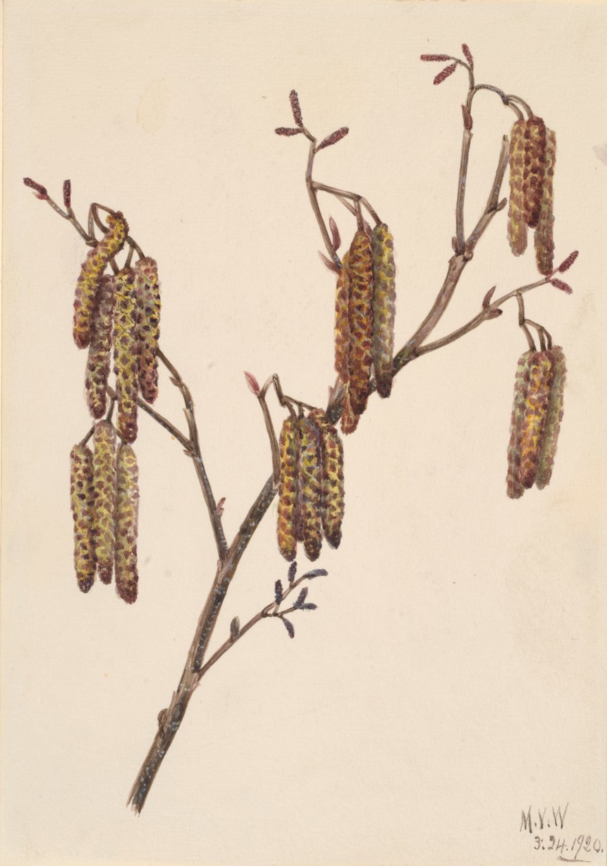 Hazel Alder Alnus regosa, 1920. de Mary Vaux Walcott