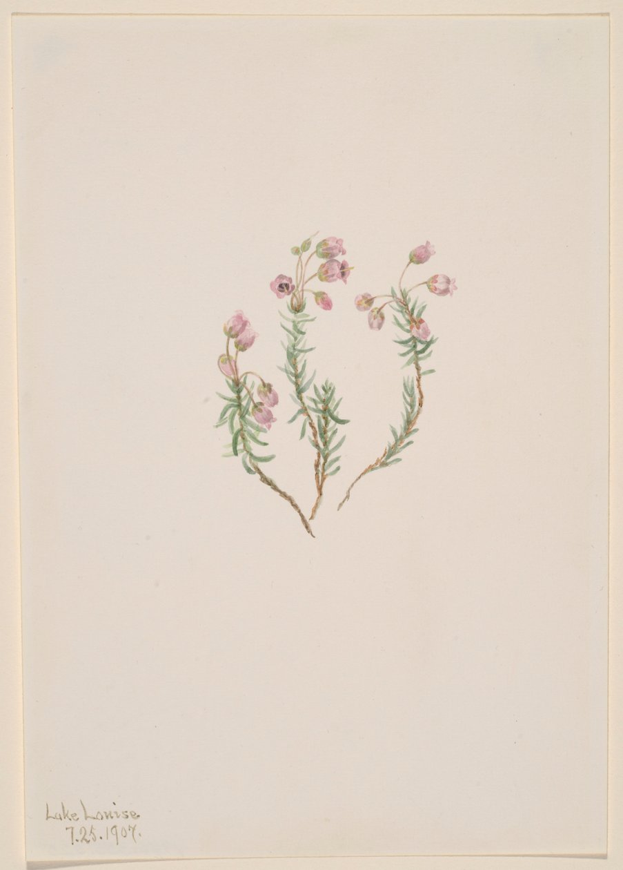 Urze (Phyllodoce intermedia) de Mary Vaux Walcott