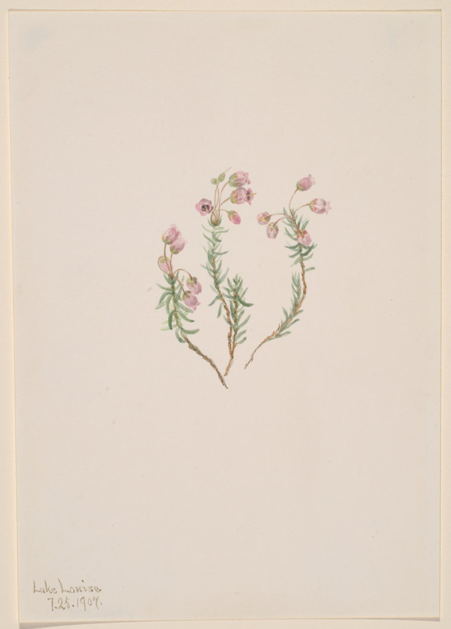 Heather Phyllodoce intermedia, 1907. de Mary Vaux Walcott