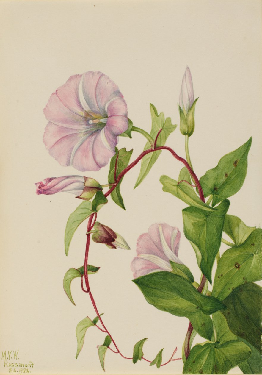Erva-dos-campos (Calystegia (Convolvulus) sepium) de Mary Vaux Walcott
