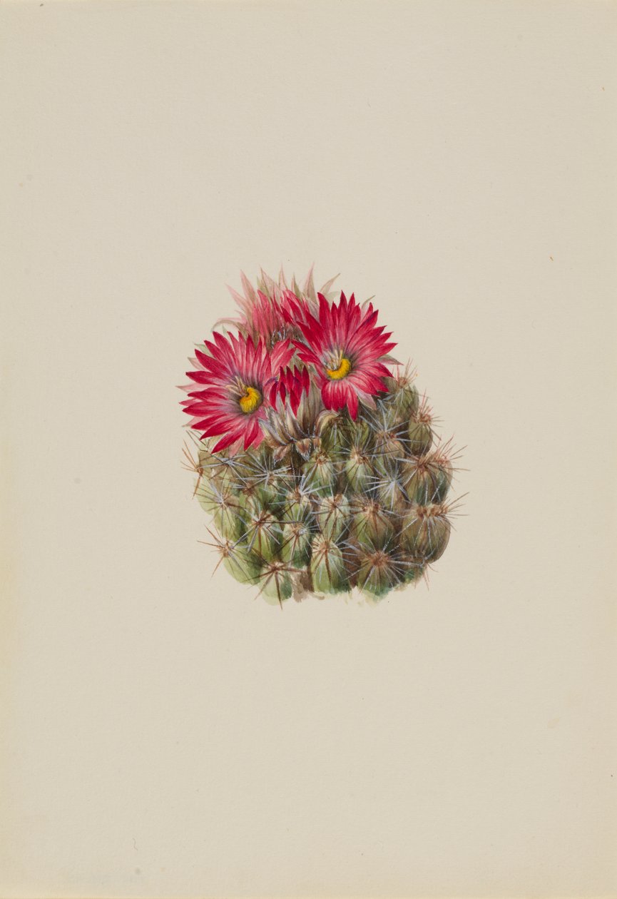 Porco Espinho Cacto Coryphantha arizonica, 1933. de Mary Vaux Walcott