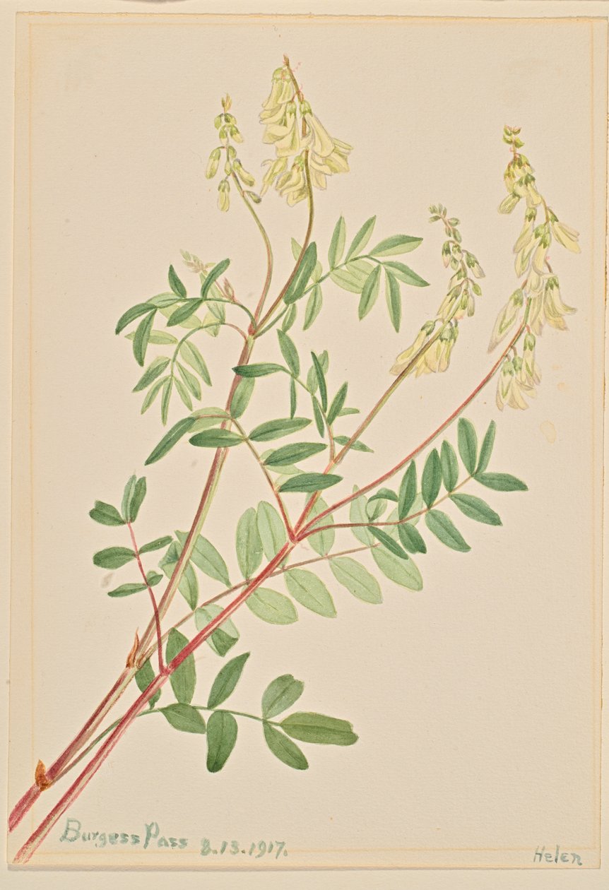 Hedysarum Hedysarum sulfurescens, 1917 de Mary Vaux Walcott