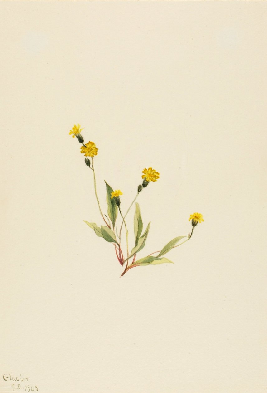 Heieracium gracile, 1903. de Mary Vaux Walcott