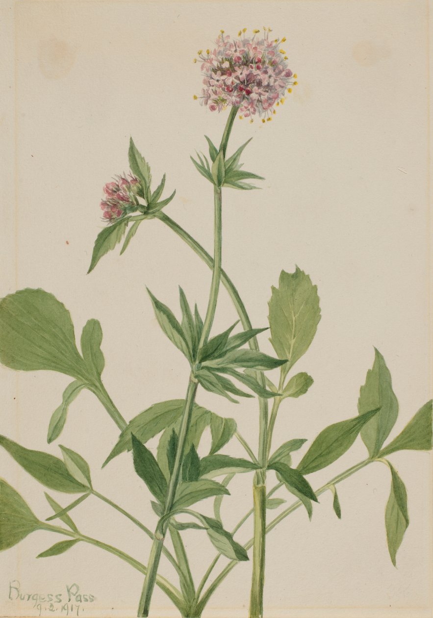 Heliotrópio Valeriana (Valeriana sitchensis) de Mary Vaux Walcott