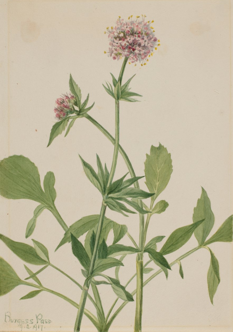 Heliotrópio Valerian Valeriana sitchensis, 1917. de Mary Vaux Walcott