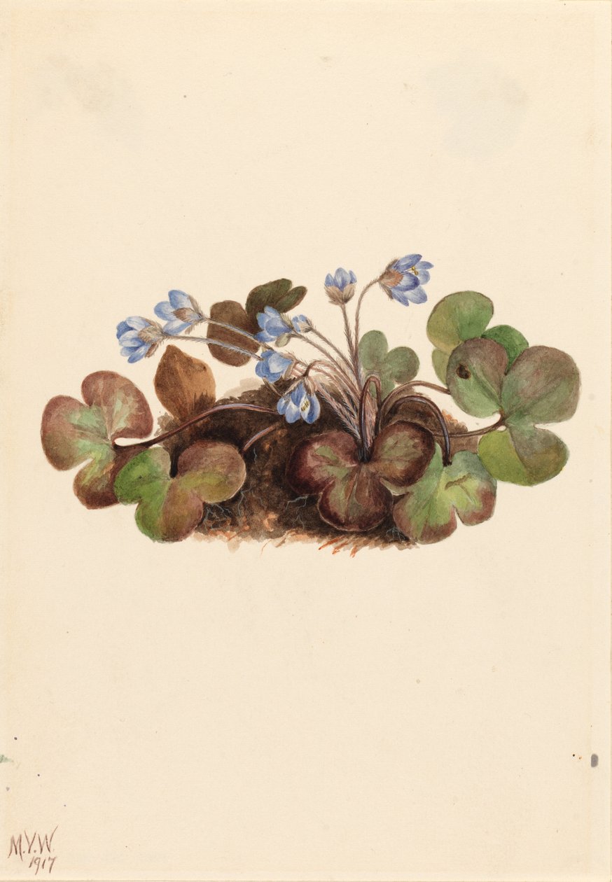 Hepática (Hepatica americana) de Mary Vaux Walcott