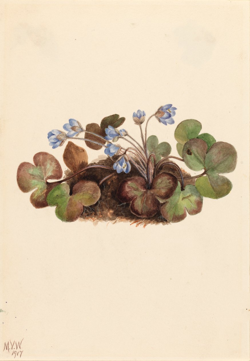 Hepatica Hepatica americana, 1917. de Mary Vaux Walcott