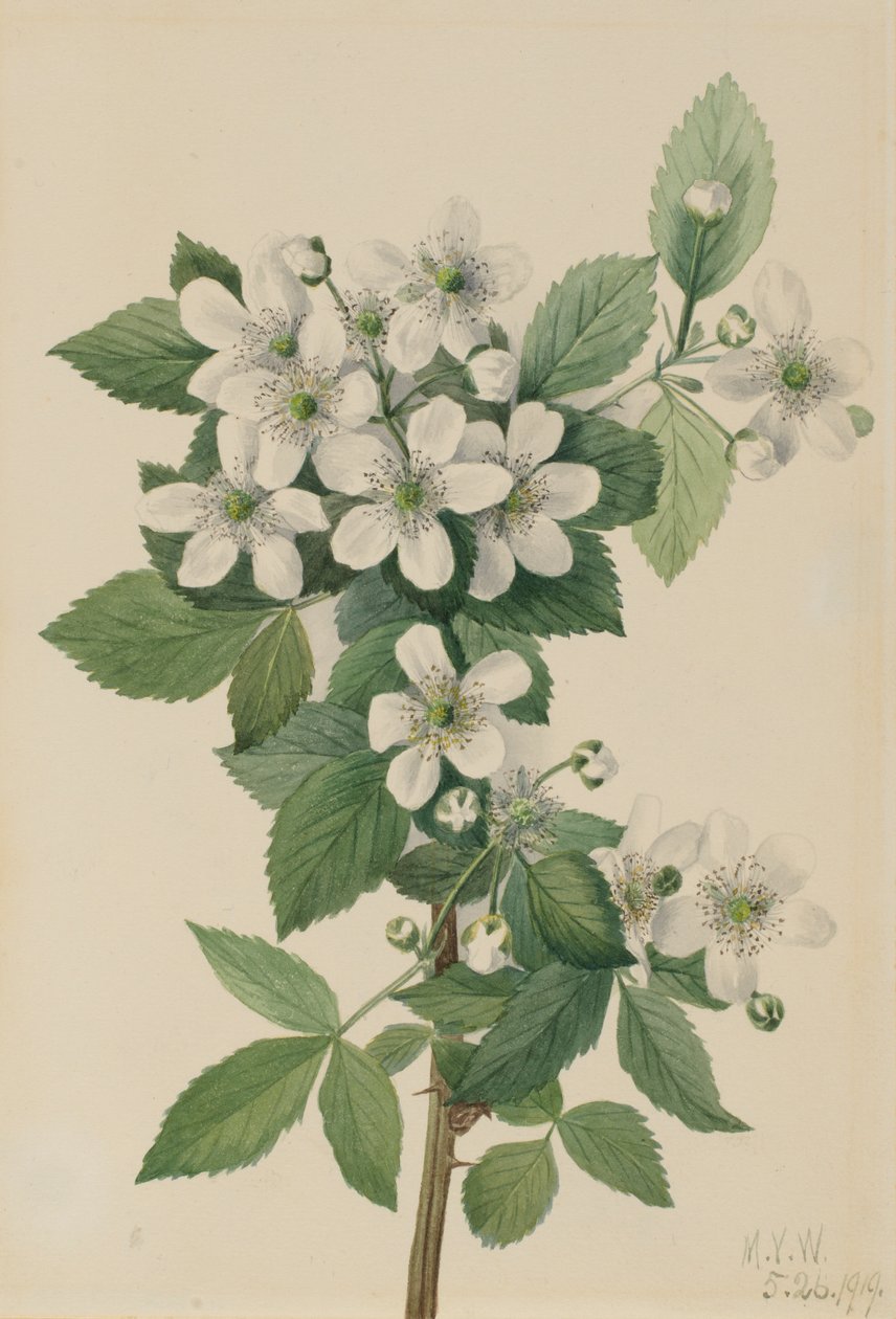 Highbush Blackberry Rubus argutus, 1919. de Mary Vaux Walcott