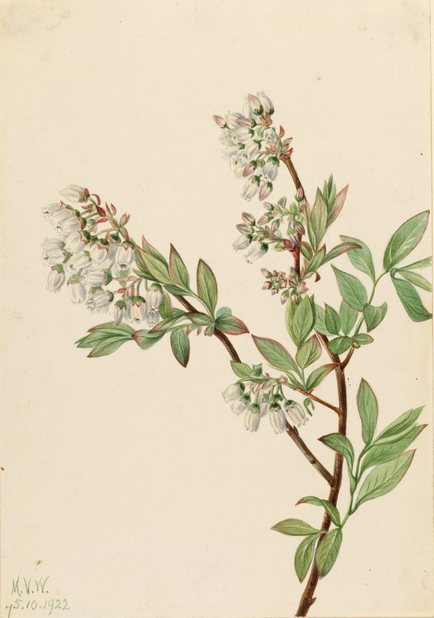 Mirtilo de arbusto alto (Vaccinium corymbosum) de Mary Vaux Walcott