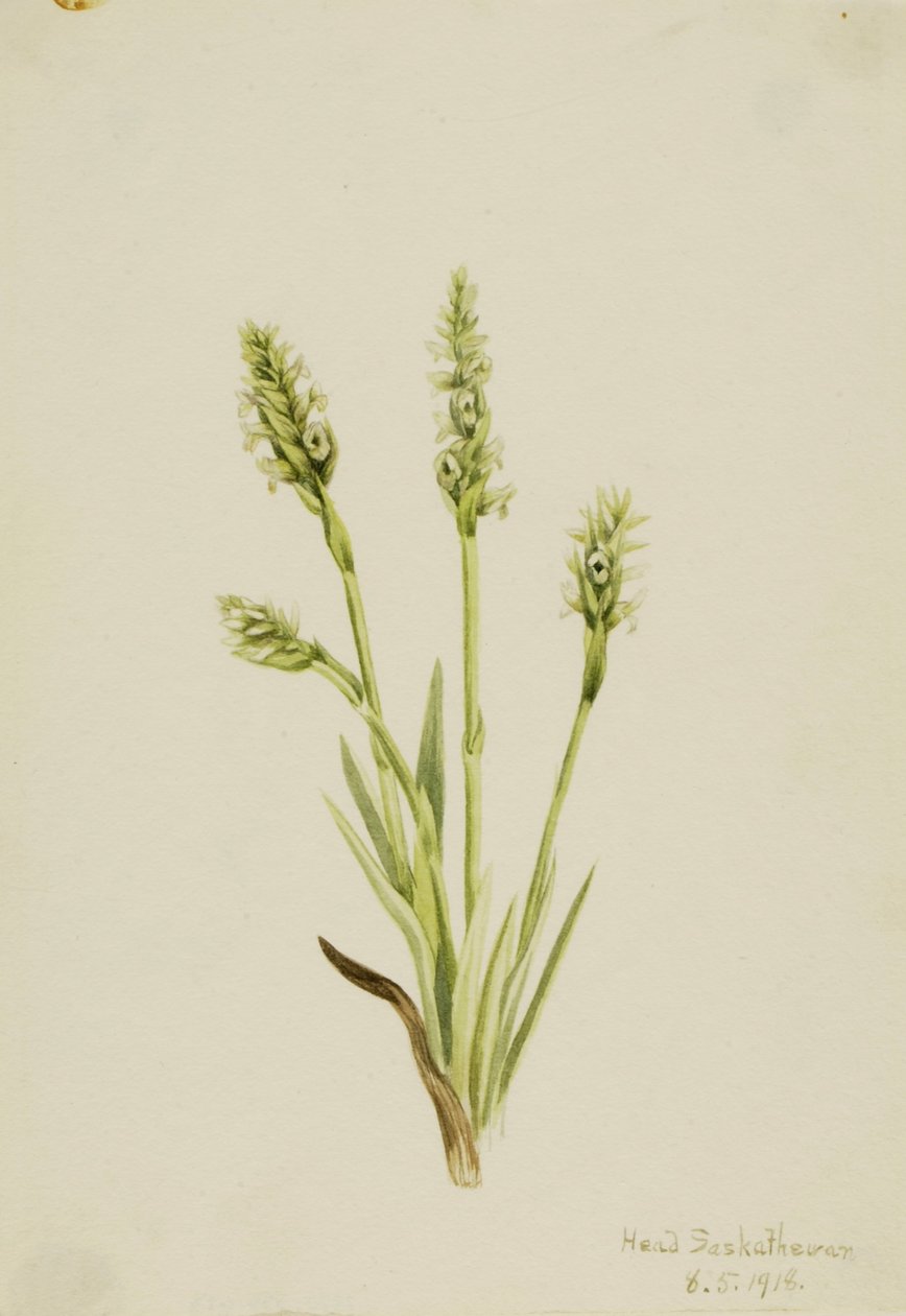 Ipê-roxo (Ibidium strictum) de Mary Vaux Walcott
