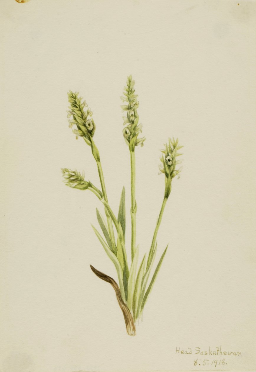 Senhoras-Tresses com capuz Ibidum, 1918. de Mary Vaux Walcott