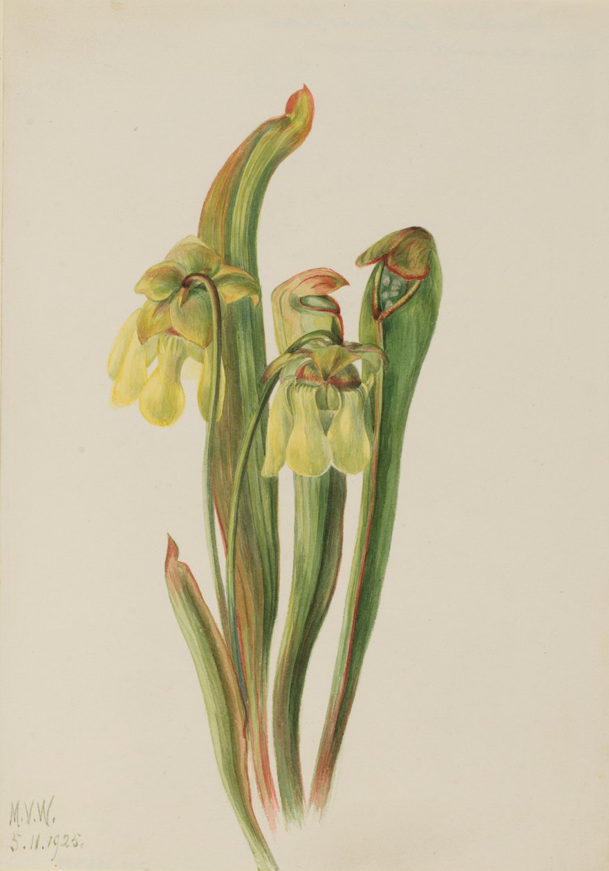 Sarracenia minor (Sarracenia minor) de Mary Vaux Walcott