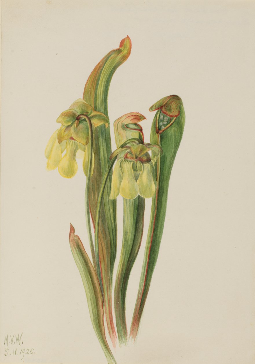 Hooded Pitcherplant Sarracenia minor, 1925. de Mary Vaux Walcott