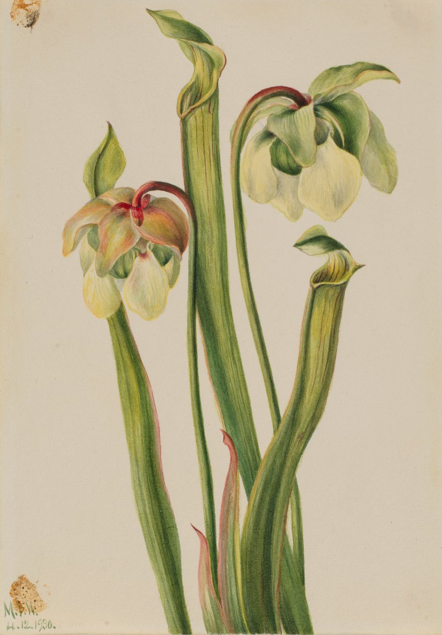 Planta de cântaro híbrida (Sarracenia minor) de Mary Vaux Walcott