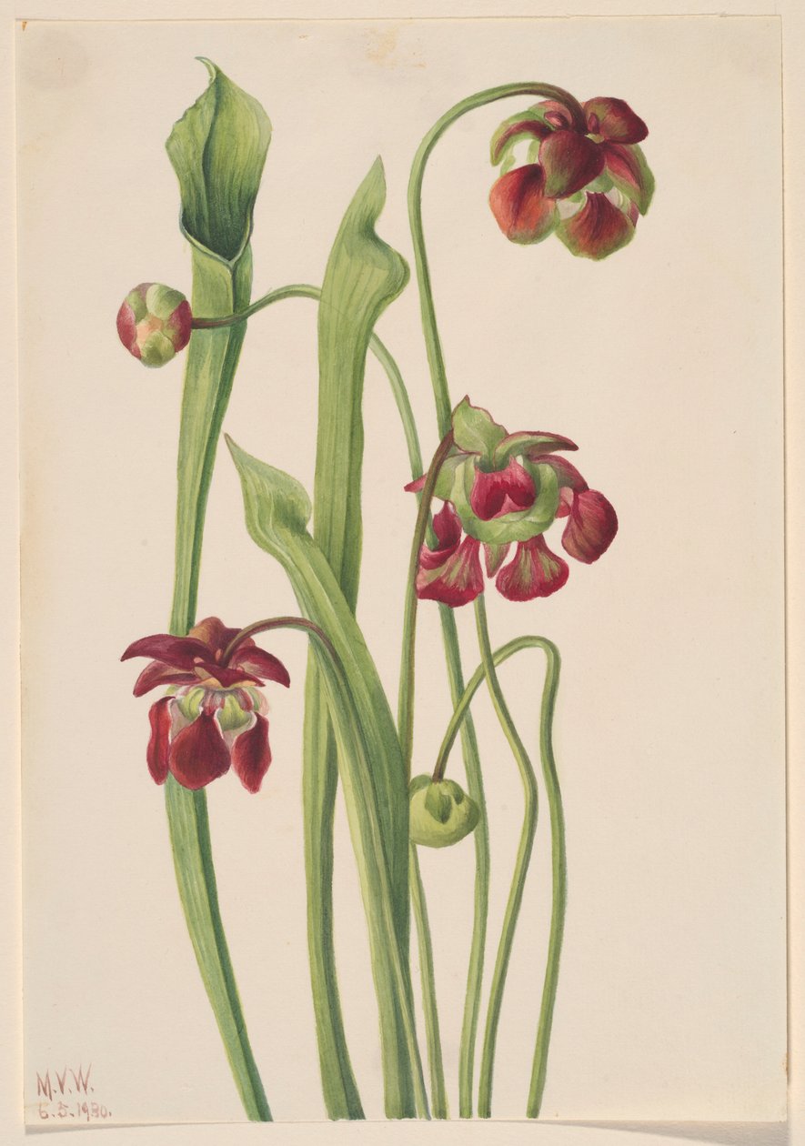 Planta de jarro híbrida de Mary Vaux Walcott