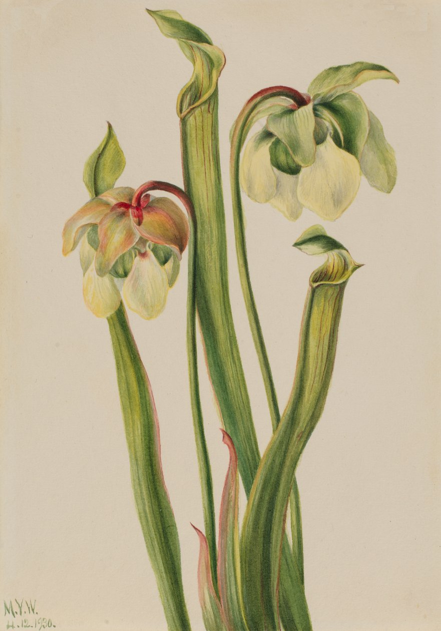 Hybrid Pitcherplant Sarracenia minor, 1930. de Mary Vaux Walcott