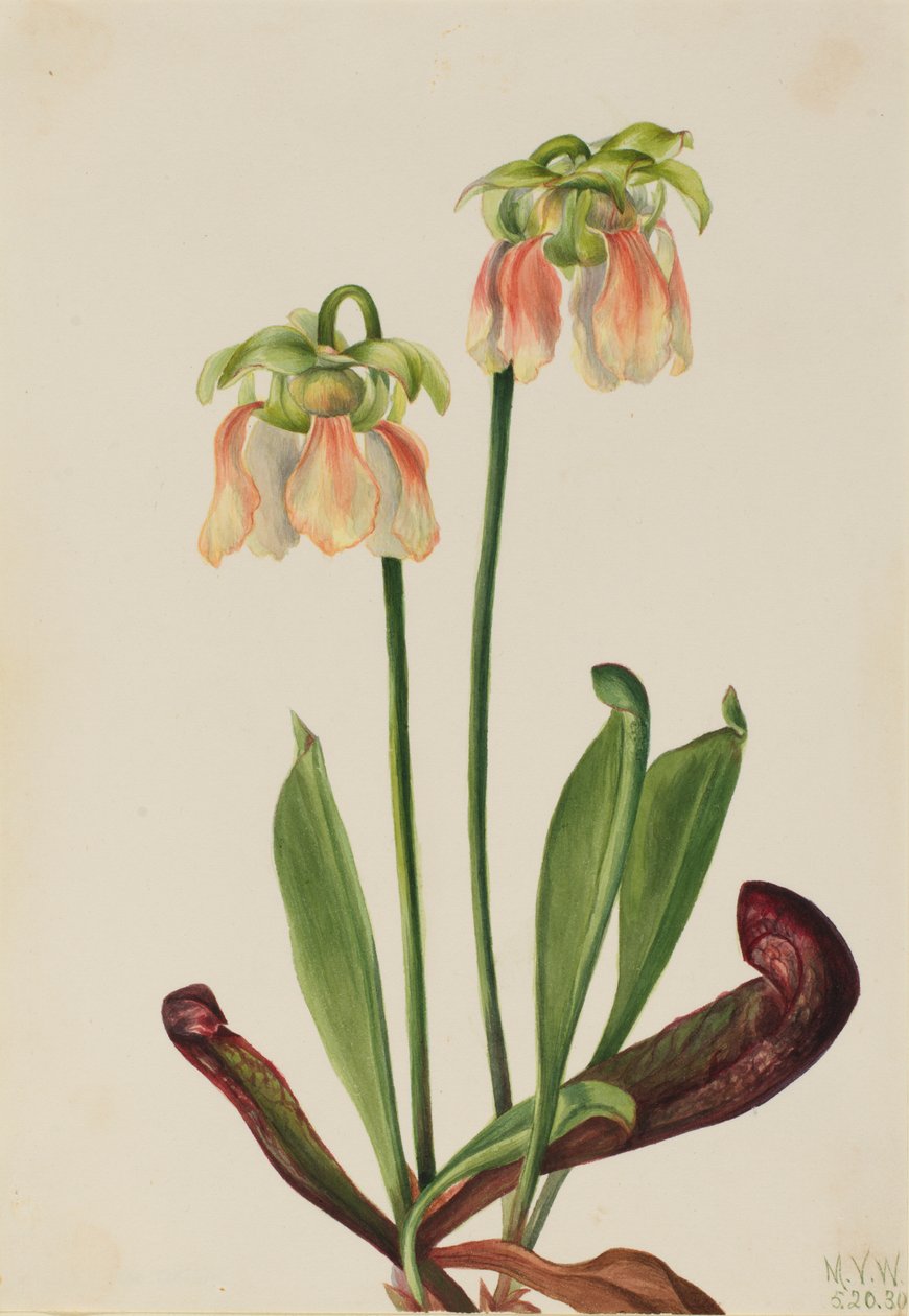 Hybrid Pitcherplant Sarracenia minor x psittacina, 1930. de Mary Vaux Walcott