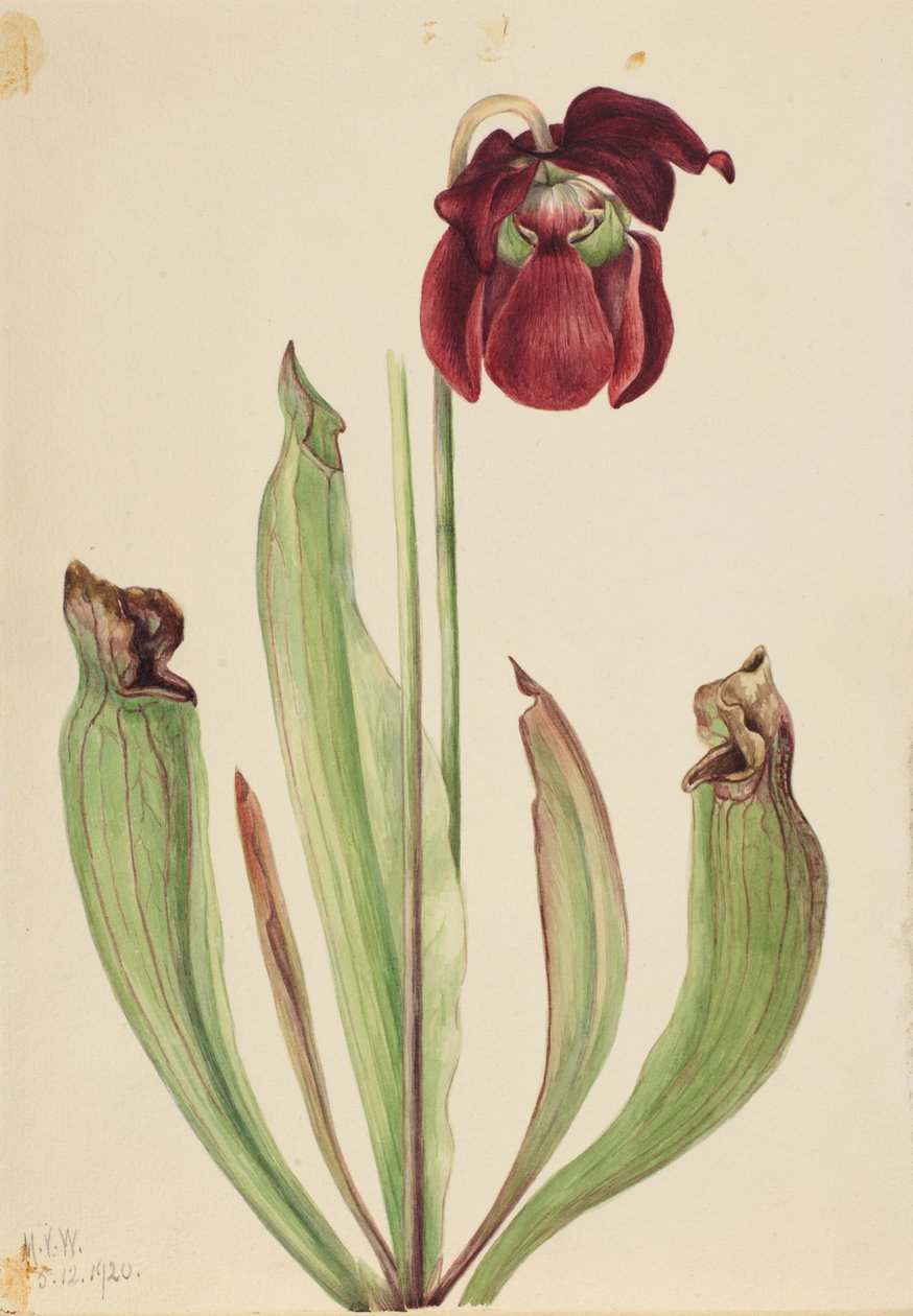 Planta Híbrida Sarracenia rubra xs purpurea venosa, 1920. de Mary Vaux Walcott